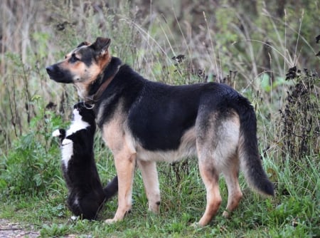 Best friends - friends, cat, dog, in nature