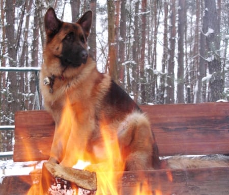 I had to warm up - winter, fire, cold, dog