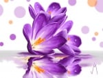 Crocus