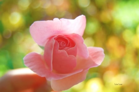 Rose - macro, hand, pink, sweet, rose, flower