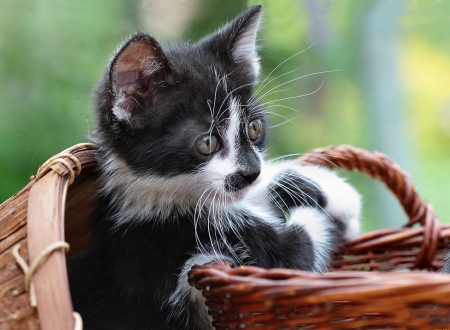 Kitten - white, end, basket, black, kitten