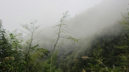 Dense fog in the mountain - mountain, tree, green, Dense fog