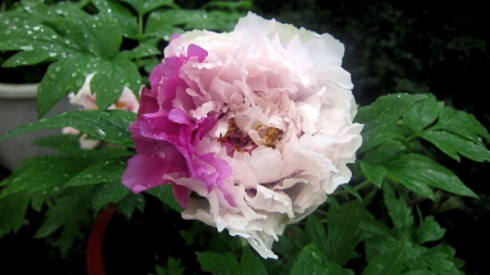 Beautiful flower - pretty, flower, Beautiful, raindrop