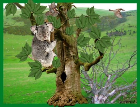 KOALA UP A GUMTREE - koala, creation, gumtree, abstract