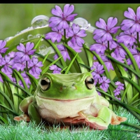 FROG IN FLOWER PATCH