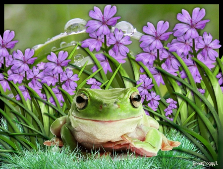 FROG IN FLOWER PATCH - flowers, frog, creation, abstract