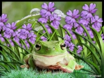 FROG IN FLOWER PATCH