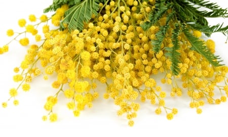 Mimosa - flowers, spring, mimosa, yellow