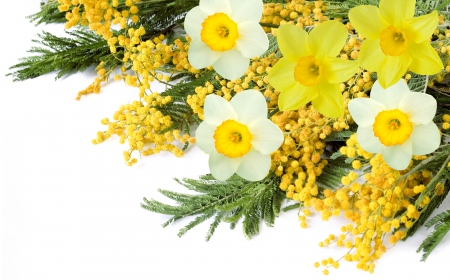 Spring Flowers - white, yellow, daffodils, flowers, mimosa, spring