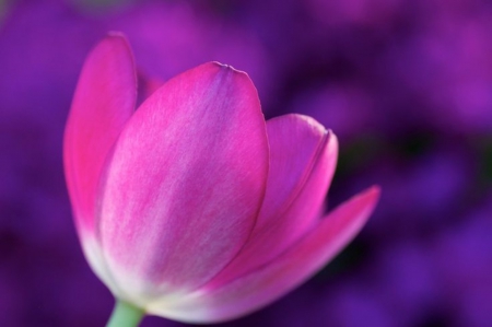 Tulip - purple background, beautiful, hot pink, flower, tulip