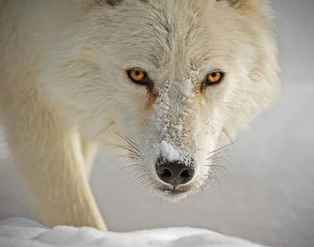 Wolf in Close up - wolf, nature, whithe, wolves, snow, animals, winter