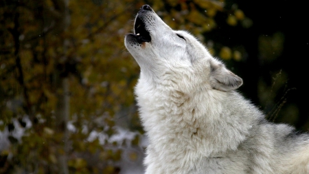 Howling Wolf - nature, wolf, howling, animals