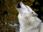 Howling Wolf