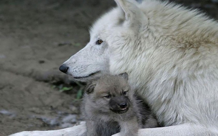 Mother and Child - wolf, nature, wolves, animals, mother, child