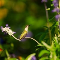 Humming-bird