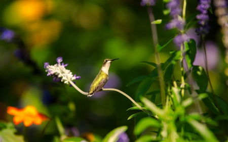 Humming-bird - purple, humming-bird, orange, green, bird, flower