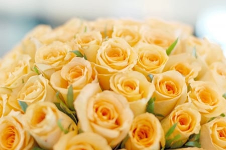 Bouquet of yellow roses - roses, beautiful, bouquet, flowers, yellow roses