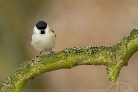 Willow Tit - abstract, birds, photography, tit, sweet, macro, cute, animals, wallpaper