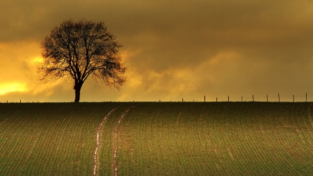 tree on a cultivated hill - hill, clouds, ciltivated, tree, field