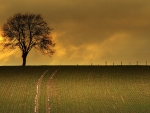 tree on a cultivated hill