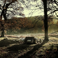 sheep feeding at sunrise