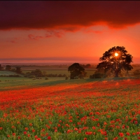 red clouds over a red poppy field