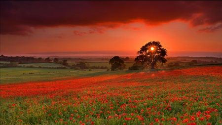 red clouds over a red poppy field - red, clouds, flowers, field, trees, sunset