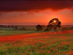 red clouds over a red poppy field