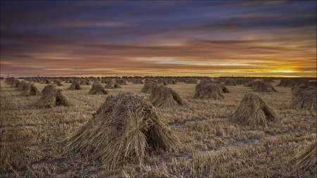 beautiful straw bales at sunset - sunset, bales, fields, straw