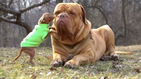 let,s play!!! - with-, Bordeauxdog, chihuahua, cute, CHIHUAHUA, bullmastiff