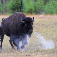 Buffalo Snort Yellowstone National-Park