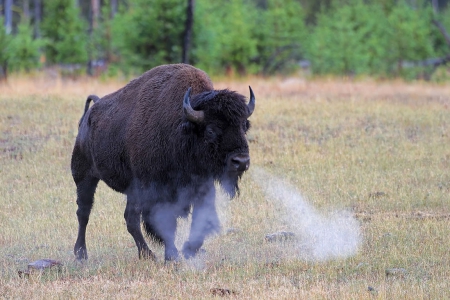 Buffalo Snort Yellowstone National-Park - art, animal, yellowstone, buffalo snort, walpaper, national-park