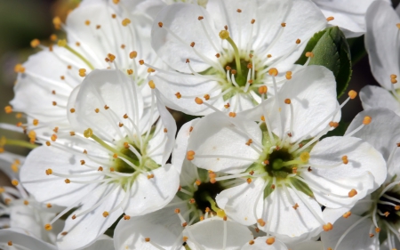 Wild Cherry Blossom - cherry, white, nature, wild cherry, wild, wild cherry blossom, blossom, flowers, flower