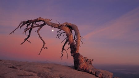 yosemite national park pine - yosemite national park, nature, desert, california, pine, wallpaper