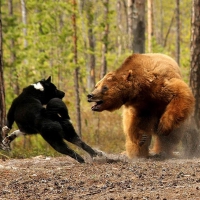 bear vs dog