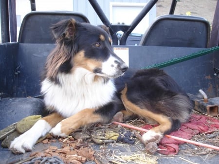 English shepherd - smokey, old, carpet, 8 months