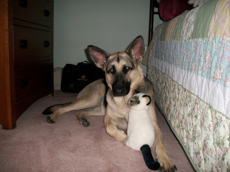 dog with plush toy - sits, on, cold, the, floor