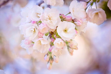 Spring Blossoms - photography, lovely, spring, nature, white, cherry blossom, softness, pink, beautiful, pastel, green, flowers, photo, cute, flower