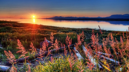 wonderful sunset - branches, sunset, weeds, lake, grass