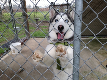 Husky - pretty, animals, husky, dogs, pets, cute