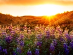 Sunset On Flower field