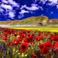 Poppy fields and Blu Sky