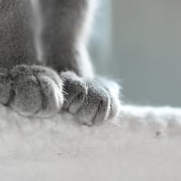 Cat paws