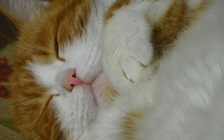 Cat - paws, face, pretty, cute, animals, beautiful, cat, sleeping, kitty, cats, kitten, hat, lovely, cat face