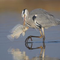 Fishing