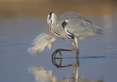 Fishing - lake, Crane, nature, fish