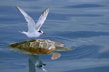 Free Ride - reflextion, water, turtle, bird