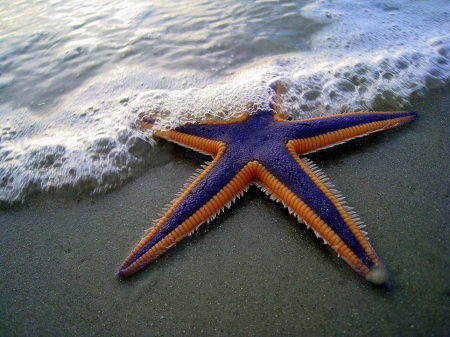 Purple and Orange Starfish - starfish, beach, ocean, sand