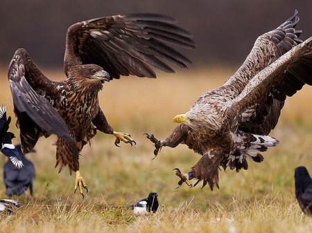 Eagles - eagles, nature, prey, competing