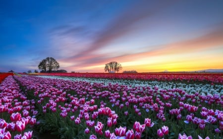 Tulips in Sunset - fields, sky, flowers, sunset